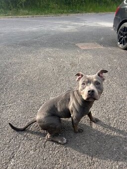American bully štandard