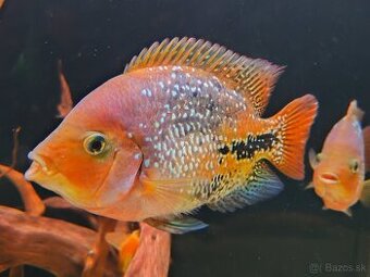 ‼️Vieja synspilum blue spotted‼️