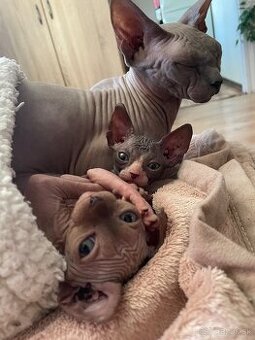 Sphynx