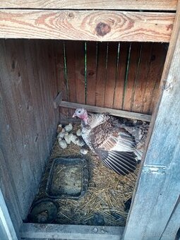 Morky bronzové na predaj