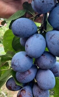 Predám ovocie - veľké slivky bio kvalita