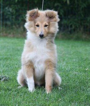 Šeltia , sheltie