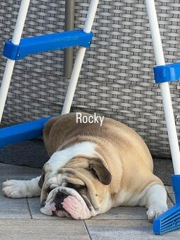 Anglický bulldog na krytie