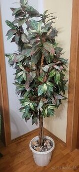 umelý strom Capensia