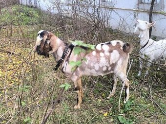Anglonubijsky podielovy Capko pripustanie,predaj
