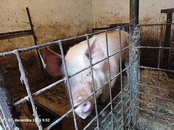 Predám polovičku prasaťa