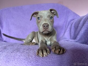 Americký pitbulterier s PP silverfawn rarita