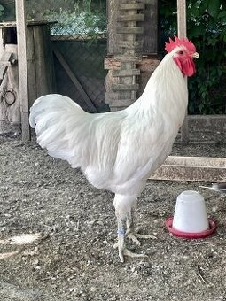 jerzejsky obor biely