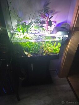Komplet akvarium 60litrove