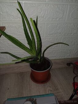 Aloe vera