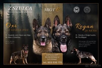 Nemecký ovčiak šteniatka s PP WORK line