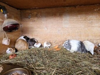 Morcata roznych farieb