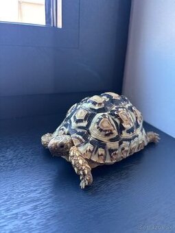 Suchozemské korytnačky