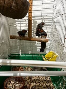 Zebrička austrálska