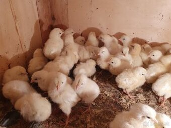 1-dňové kohútiky Dominant na výkrm - aj s dovozom