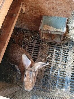 Predám samičku králika