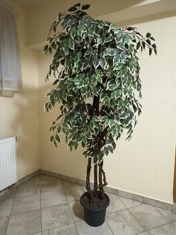 Umelý fikus, 180cm vysoký, hustý