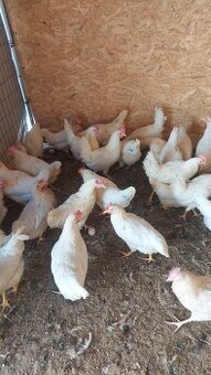 Sliepky mladky nosnice Leghorn