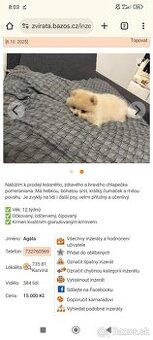 Pomeranian štěňátka (bez PP) - Ostrava