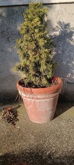 Tuja komplet cca 50 cm plus črepník