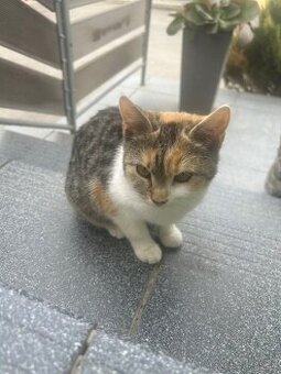 Darujem trojfarebnú mačičku