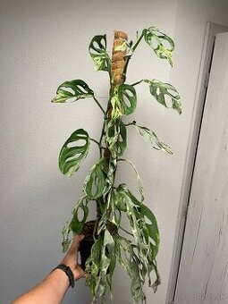 Monstera Adansonii Indonesian Marbled (celá rastlina)