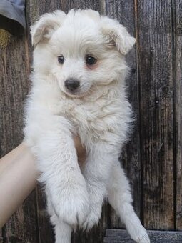 Darujem šteniatka krížencov Nemeckého špica