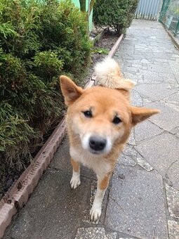 Čistokravna sučka shiba inu