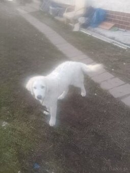 Pyrenejský horský pes