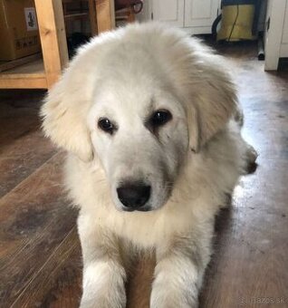 Predám šteňa Pyrenejského horského psa