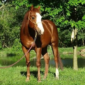 Quarter horse žrebec - 1