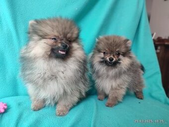 Pomeranian s PP