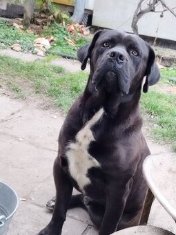Šteniatka Cane Corso