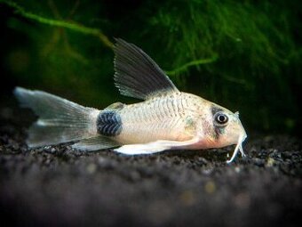 Pancierniček panda - Corydoras panda