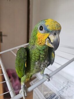 Amazonan venezuelsky