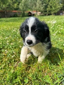 Borderkólie šteniatka