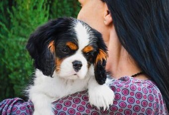Cavalier King Charles Spaniel s PP (FCI)