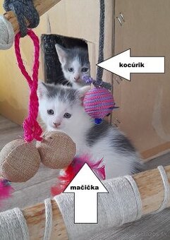 Darujem mačiatka
