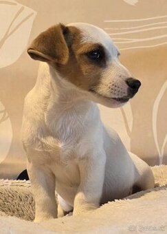 Jack Russel Terier