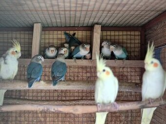 Agapornis a korela