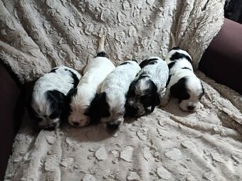 Anglický kokerspaniel