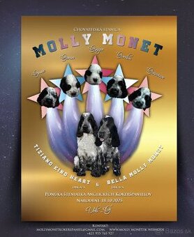 Anglický kokerspaniel