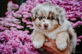 Miniatúrny americký ovčiak