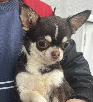 Čivava s rodokmeňom