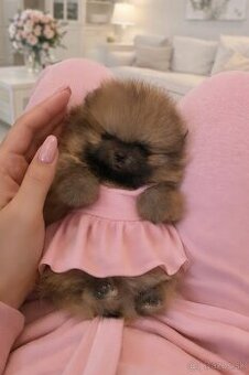 Pomeranian mini Luxurry
