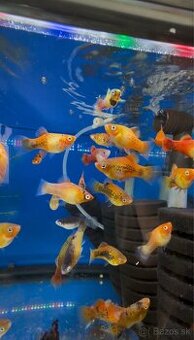 Platy – veľké pekné kusy z chovu