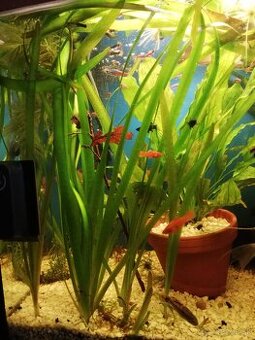 Slimáky výmena za rastliny