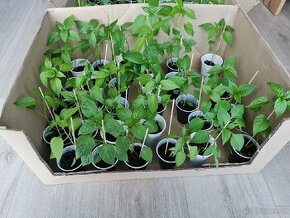 Chilli sadenice/priesady len 0,6€/ks