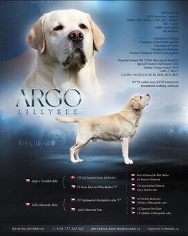 KRYTIE - Labrador retriever s PP