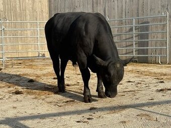 Plemenný býk aberdeen angus